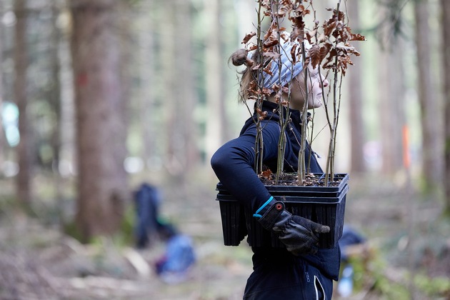 25 Mitarbeitende von Alstom in Wehretal bei Kassel mit dem Bergwaldprojekt im Einsatz für naturnahe Wälder