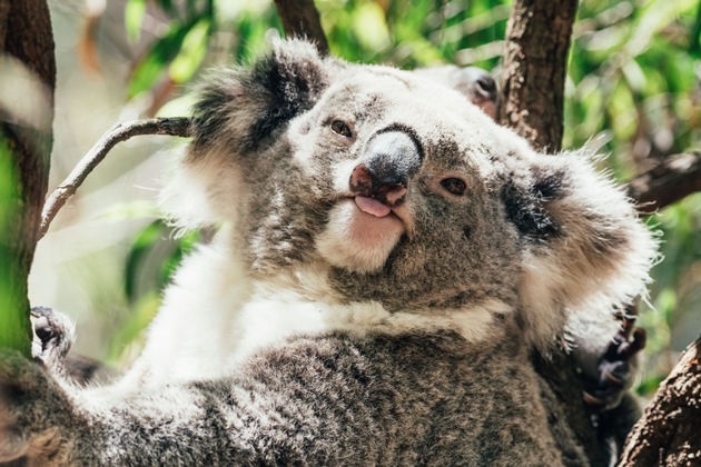 Neue Pressemeldung: Jetzt buchbar – Traumhafte Teilstrecken der Weltreise 2026 mit AIDAsol erleben