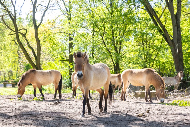 Dem Staatsziel Artenschutz verpflichtet: Wie Zoos die Biodiversität retten / VdZ-Jahrestagung und Zoo- und Wildtier-Forum