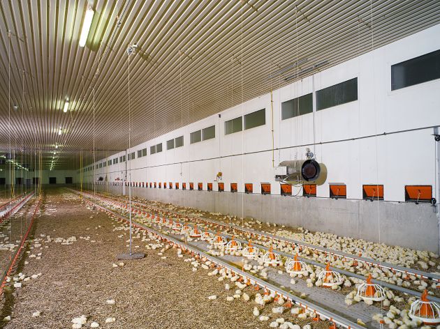 Zentralverband der deutschen Geflügelwirtschaft betont: Hähnchenaufzucht in Deutschland erfolgt ausschließlich in Bodenhaltung