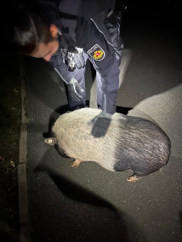 POL-HB: Nr.: 0715 --Schwein gestellt - Fluchtgeschwindigkeit: gemütlich--