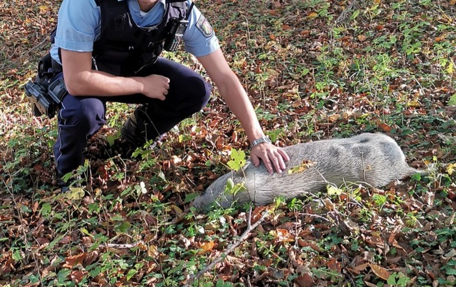 POL-ST: Lengerich, Zwergschwein auf Wanderparkplatz entdeckt