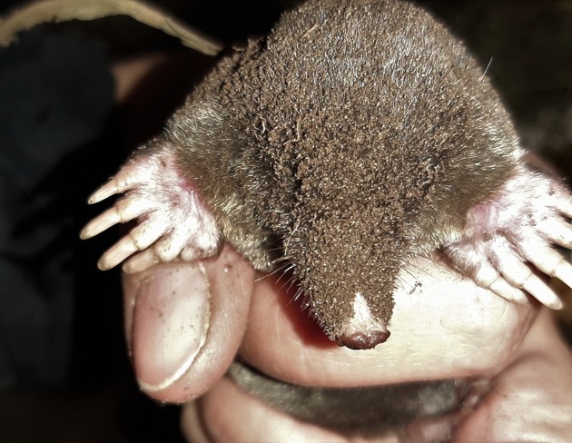 Les taupes, des alliées utiles dans le jardin