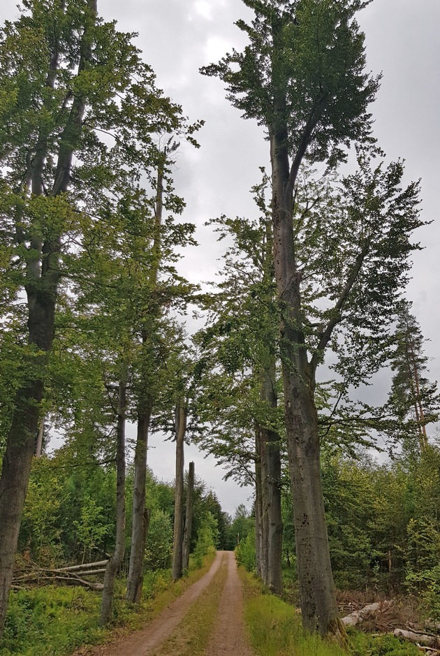 DBU Naturerbe muss faule Bäume fällen - Totholz bleibt im Hartmannsdorfer Forst