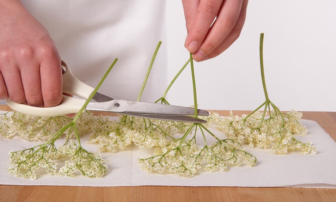 Schritt f&uuml;r Schritt zum Holunderbl&uuml;ten-Sirup / Dr. Oetker stellt f&uuml;r Journalisten eine Auswahl an honorarfreien Pressebildern zur Verf&uuml;gung (FOTO)