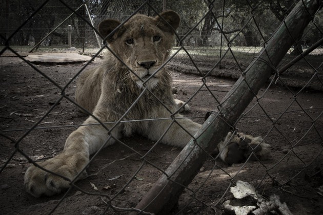 Der weltweite Niedergang der Grosskatzen