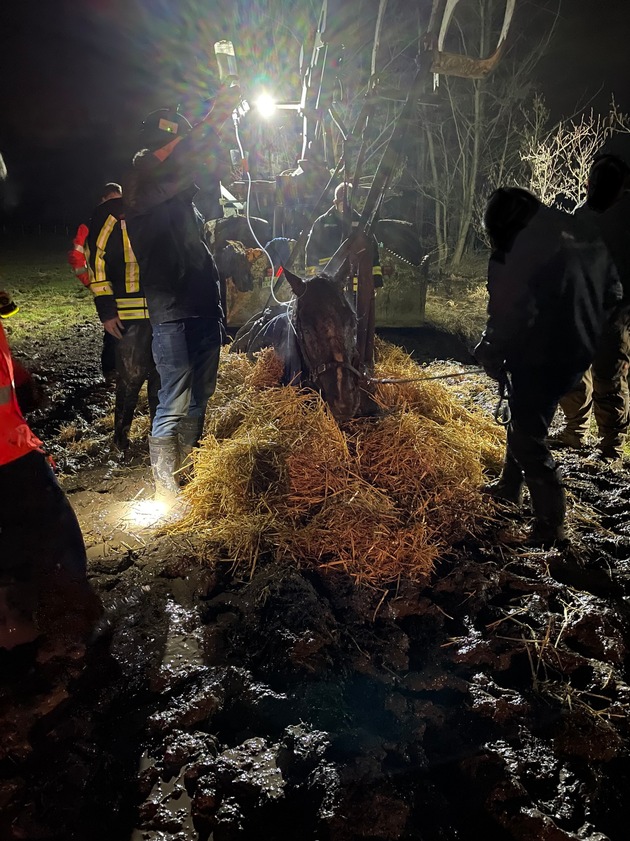 FW Horn-Bad Meinberg: Großtier-Rettung - Pferd fast vollständig in Schlamm versunken