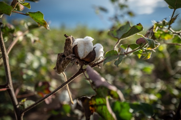 Lidl setzt auf Cotton made in Africa