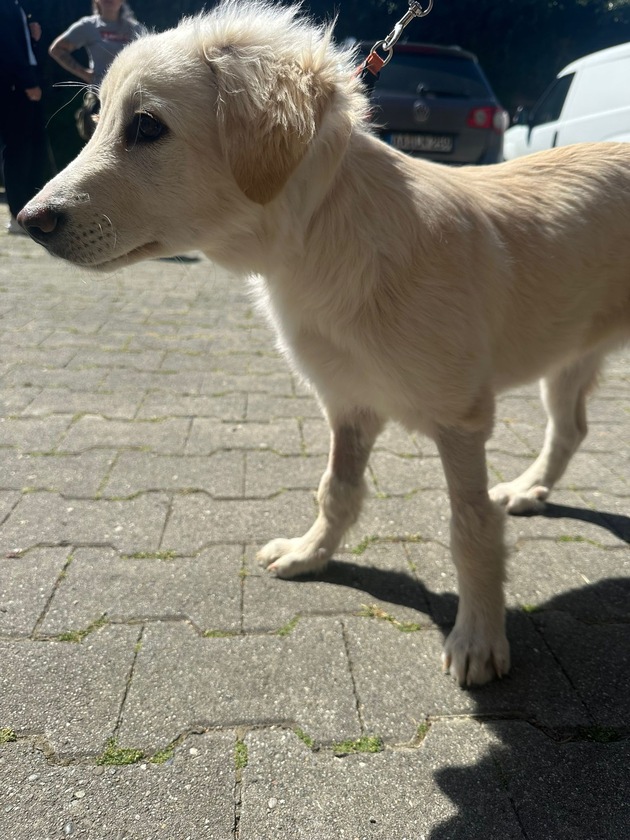 POL-AA: Westhausen: Kranker Hund ausgesetzt - Zeugen gesucht