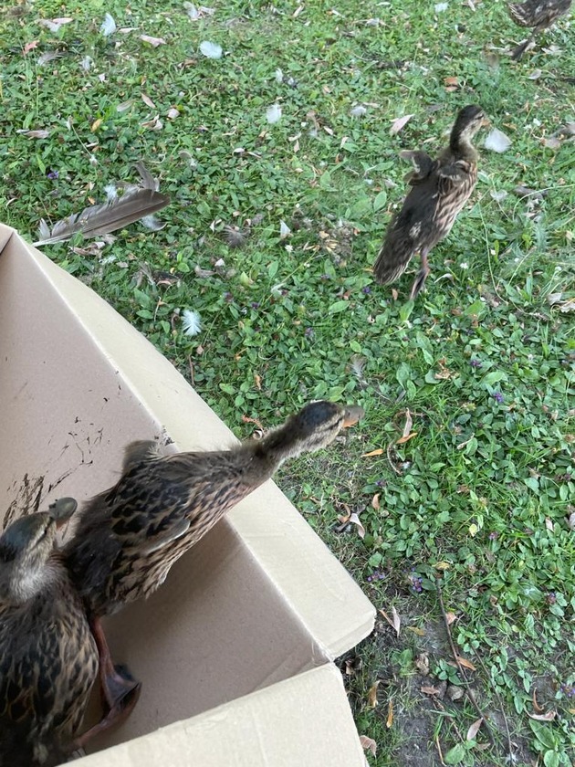 BPOL-KI: Entenfamilie aus den Gleisen gerettet und in eine neue Heimat verbracht