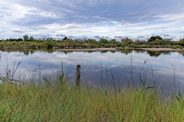 Zu grün, um gesund zu sein - Der Albufera-See ist Bedrohter See 2020