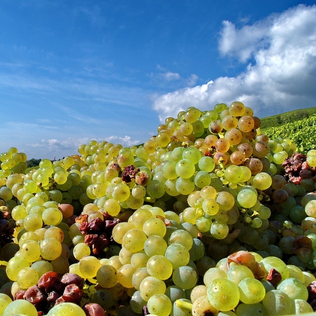 Basler Weinmesse: Weinprämierung La Sélection