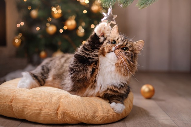 Stressfreie Weihnachten für Hund und Katze