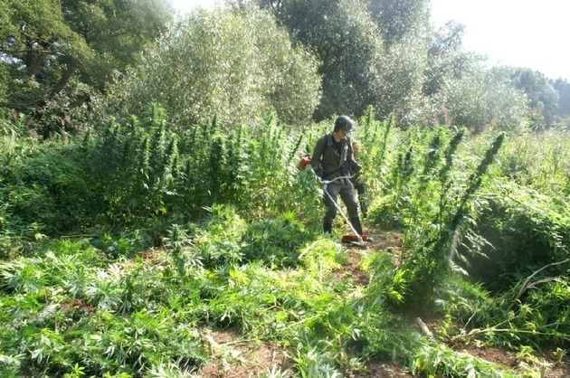 POL-NI: Groß angelegte Outdoor-Cannabisplantage entdeckt -Bilder im Download-