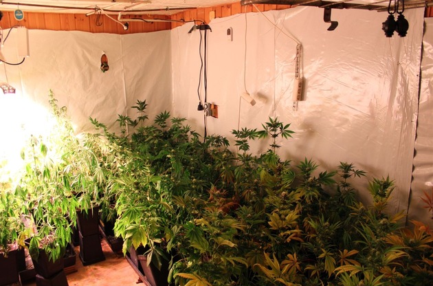 POL-MI: Polizei entdeckt Drogenplantagen in zwei Privathäusern