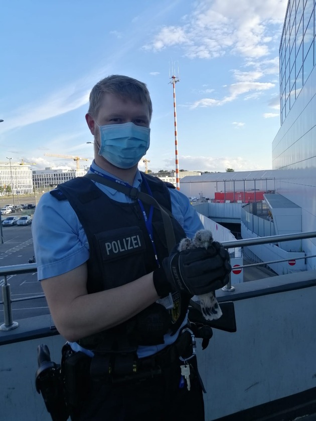BPOL NRW: Bundespolizisten bringen jungen Falken in Sicherheit