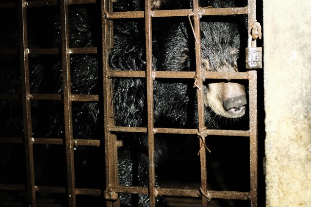 Après 17 ans passés dans une cave, deux ours sont sauvés par QUATRE PATTES