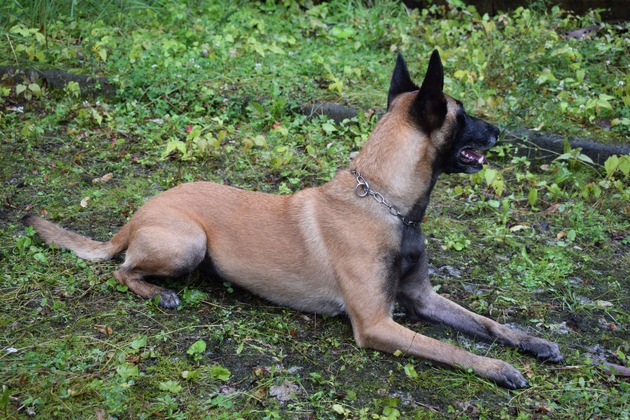 POL-NI: Rinteln-Polizei setzt Spezialhund am Brandort ein