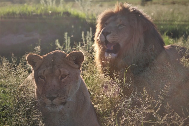 In Autounfall verwickeltes weisses Löwenjungtier kommt zu Privathalter in Spanien