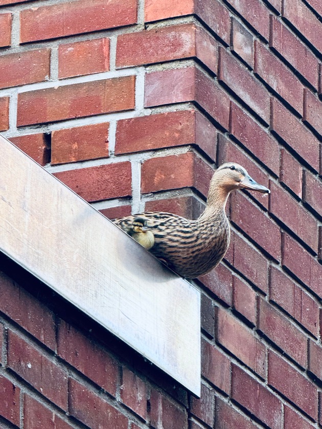 FW Dinslaken: Feuerwehr Dinslaken rettet Entenfamilie aus ungew&ouml;hnlicher Lage