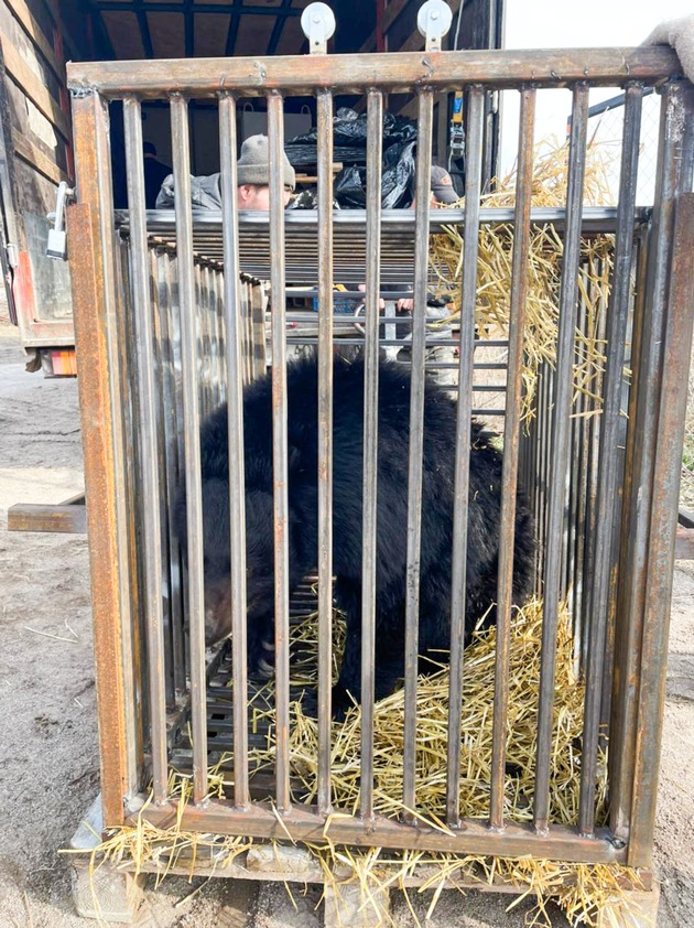 Notfall: Transfer von fünf Bären in der Ukraine / VIER PFOTEN empfängt Bären von Partnerorganisation in Tierschutzzentrum