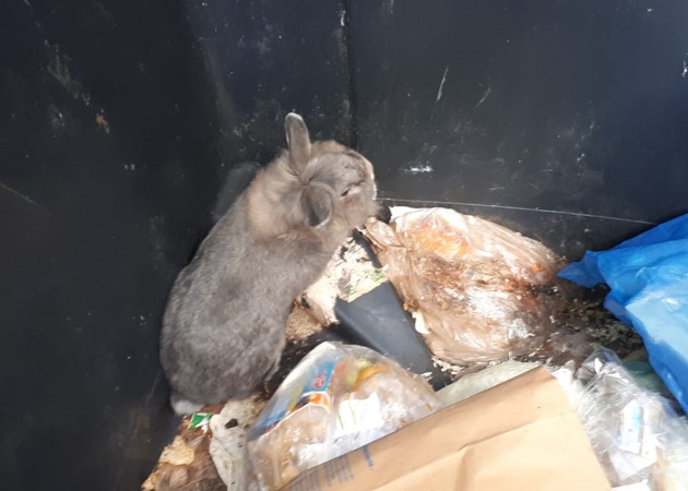POL-GM: 151118-1220:  Lebendes Kaninchen in Mülltonne entsorgt