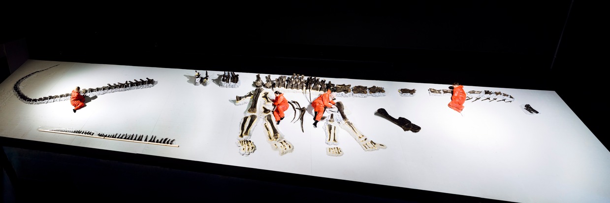 Dinosaurier Museum Altm&uuml;hltal: Dinosaurier Museum Altm&uuml;hltal baut Langhalssaurier Arapahoe vor den Augen der Besucher auf / Spektakul&auml;re Leihgabe aus Z&uuml;rich z&auml;hlt zu den gr&ouml;&szlig;ten originalen Dinosaurierskeletten Europas