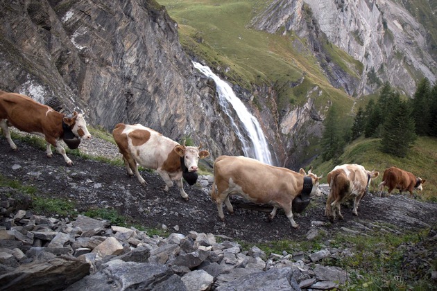 Alpabzug läutet Herbstzeit auf der Engstligenalp ein