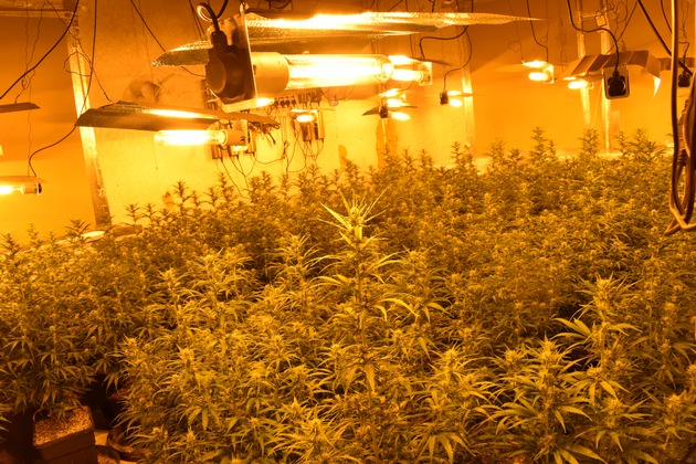 POL-G&Ouml;: (130/2026) Professionelle Cannabis-Plantage in leerstehendem Haus in Zorge entdeckt - Zwei Tatverd&auml;chtige bei Durchsuchung am Mittwochmorgen festgenommen, Haftrichter erl&auml;sst U-Haftbefehle