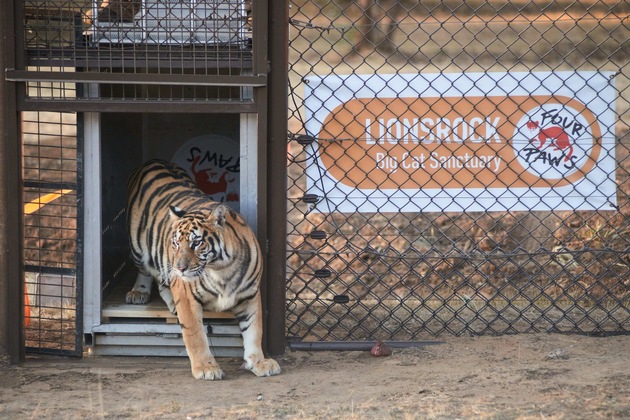 VIER PFOTEN rettet zwei slowakische Tigerjunge