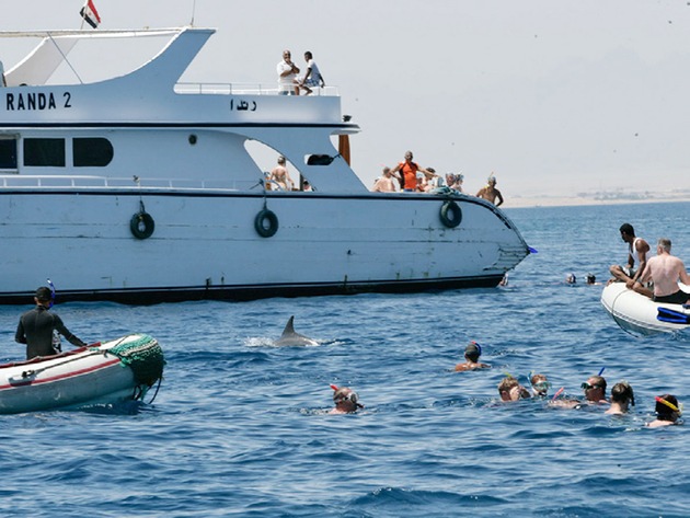 Delfinquälerei im Roten Meer! Touristen sollen nicht mit Delfinen schwimmen