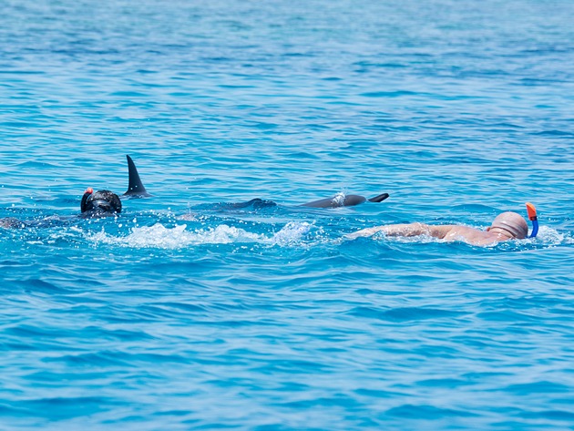 Delfinquälerei im Roten Meer! Touristen sollen nicht mit Delfinen schwimmen