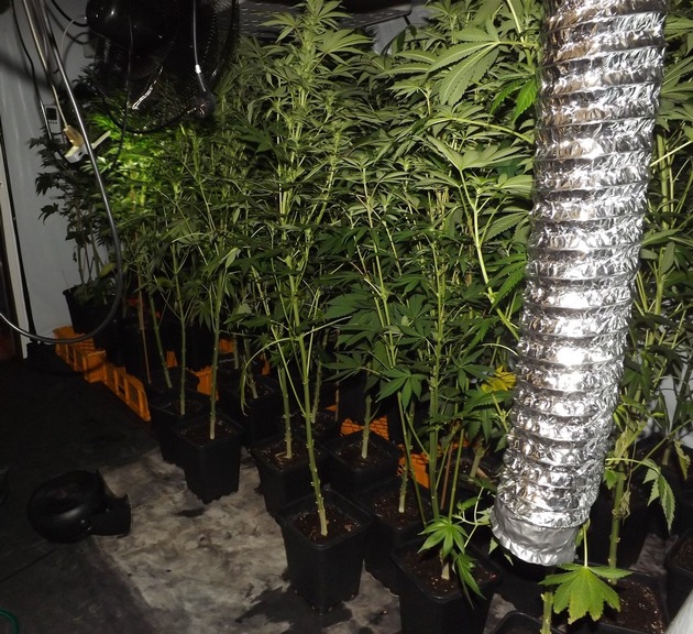 POL-HA: Hagener Kripo lässt Cannabis-Plantage in Wohnung auffliegen