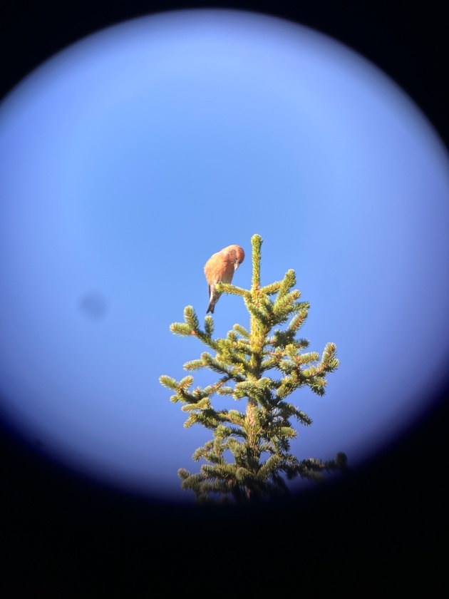Premiere beim Bird Race 2025: Drei junge Frauen mischen die Birding-Welt auf