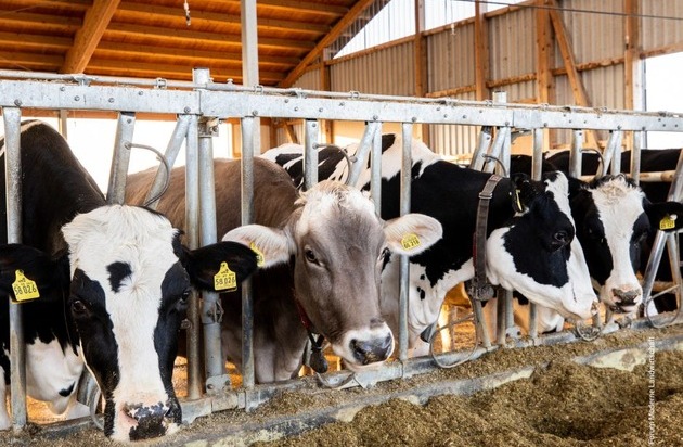 Forum Moderne Landwirtschaft e.V.: Tierwohl bleibt zentral: Mehrheit der Deutschen achtet auf Haltung und Herkunft