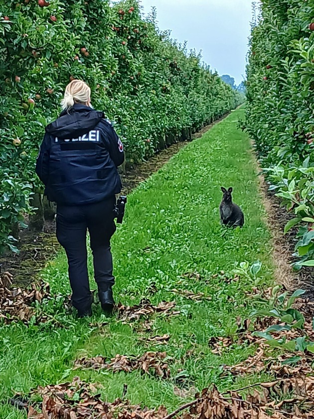 POL-STD: Känguru in Gewahrsam genommen - Serengetipark wird neues Zuhause