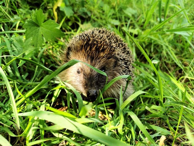 Gefährliche Gartengeräte für Igel