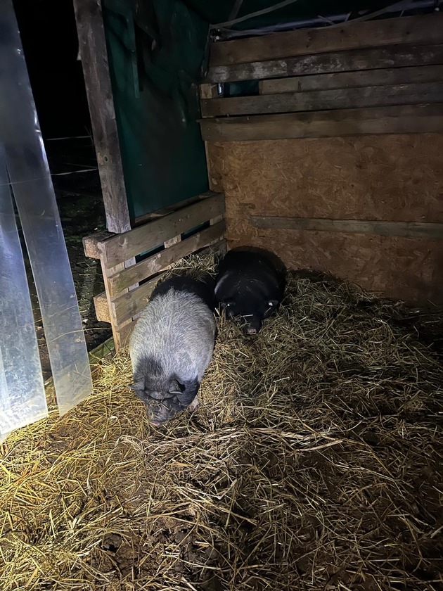 POL-HB: Nr.: 0715 --Schwein gestellt - Fluchtgeschwindigkeit: gemütlich--