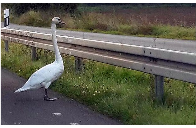 POL-F: 170927 - 1057 Bundesautobahn 661: Mein lieber Schwan...