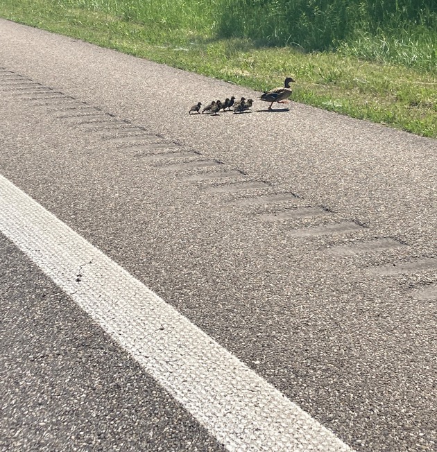 POL-FR: Autobahn A5 / Neuenburg: Autobahn wegen Familienausflug einer Entenfamilie mehrfach kurzzeitig gesperrt
