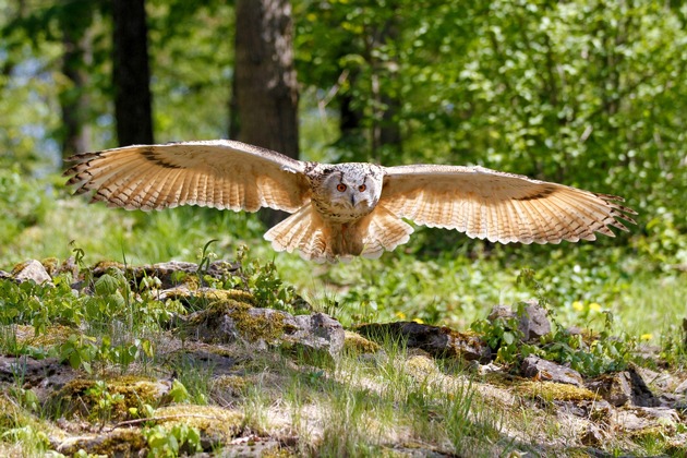 Greifvögel im Wildpark Bad Mergentheim erhalten neues Zuhause - Betreiber zimmern Vogelanlage aus aussortiertem Material