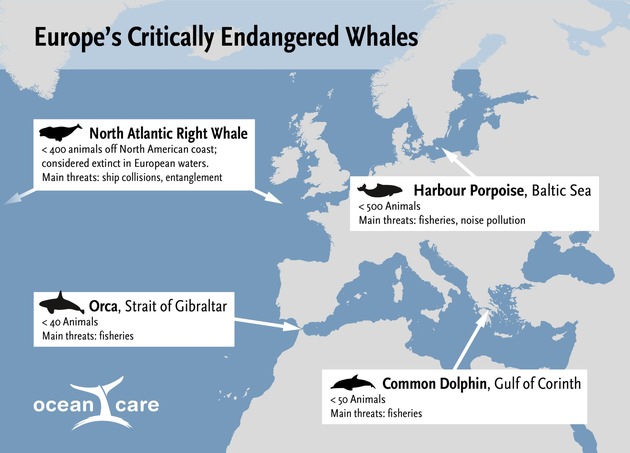 Scientists warn:  European whales and dolphins “Under Pressure” of extinction
