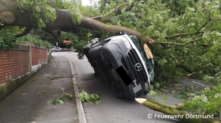 FW-DO: Baum begräbt Lieferwagen unter sich