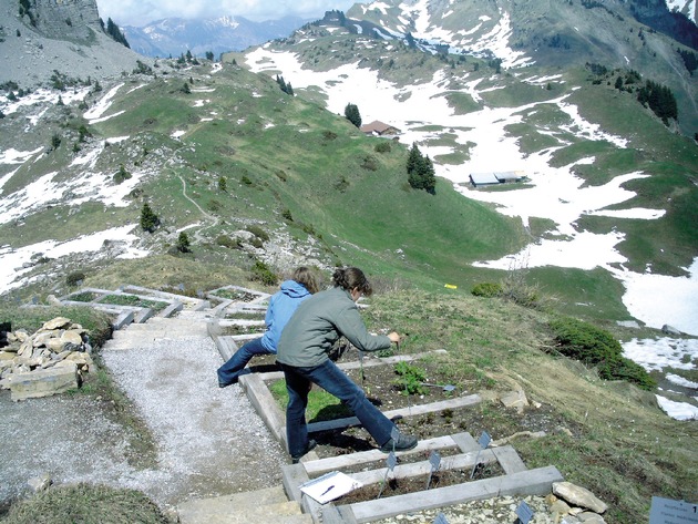 Interlaken/Wilderswil-Schynige Platte: Alpengarten öffnet seine Tore