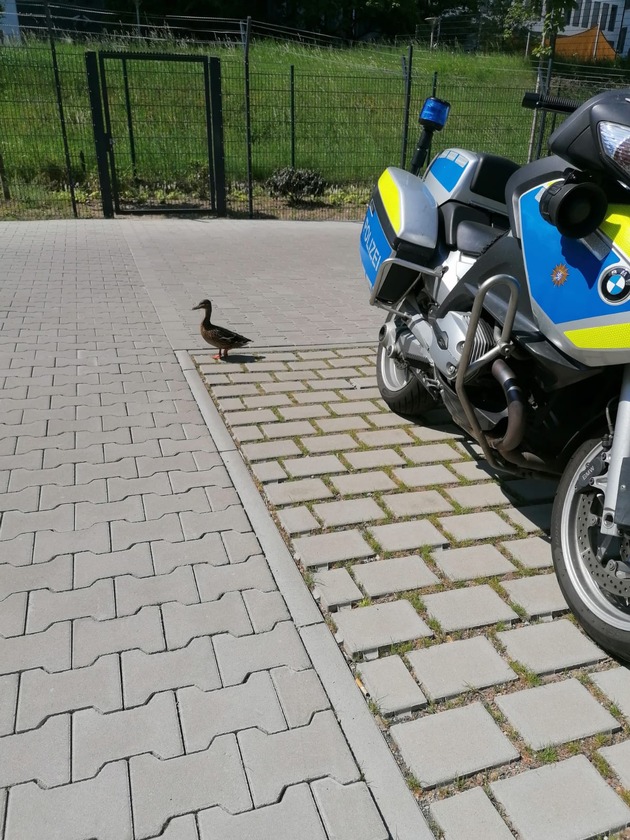 POL-F: 220512 - 0514 Frankfurt-Niederursel: Neue Polizeiliegenschaft mit tierischen Außenbewohnern