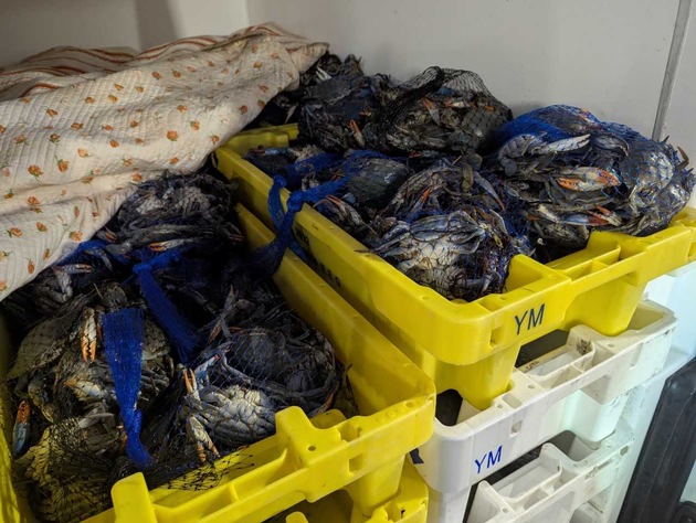 HZA-DA: Über 700 Kilogramm Krebstiere ohne Nachweise - Zoll untersagt Weitertransport