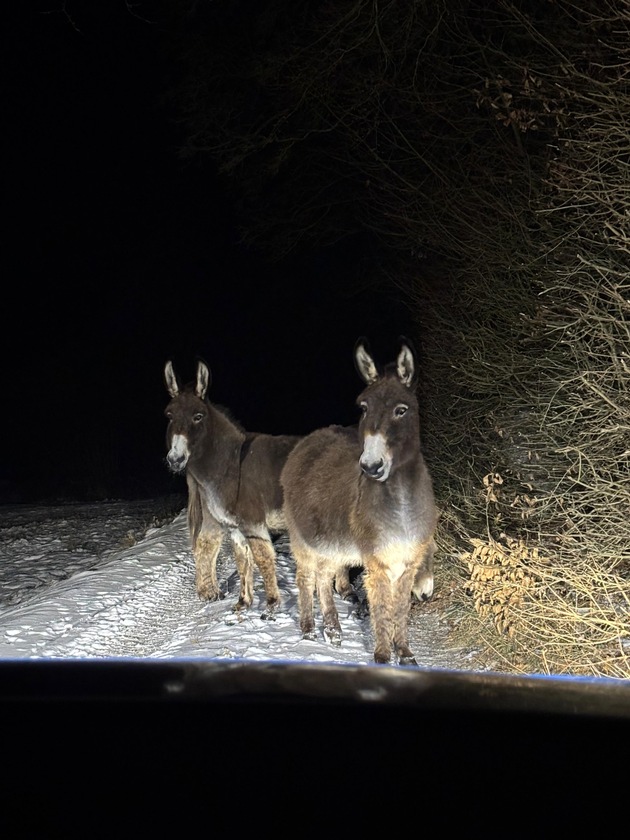 POL-PDWO: Oberwiesen - Esel auf Nachtwanderung
