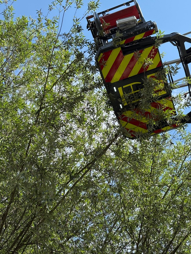 FW Konstanz: Feuerwehr rettet Chamäleon aus Baum