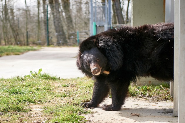 PM - Frühlingserwachen der Bären im Weidefelder Tierschutzzentrum