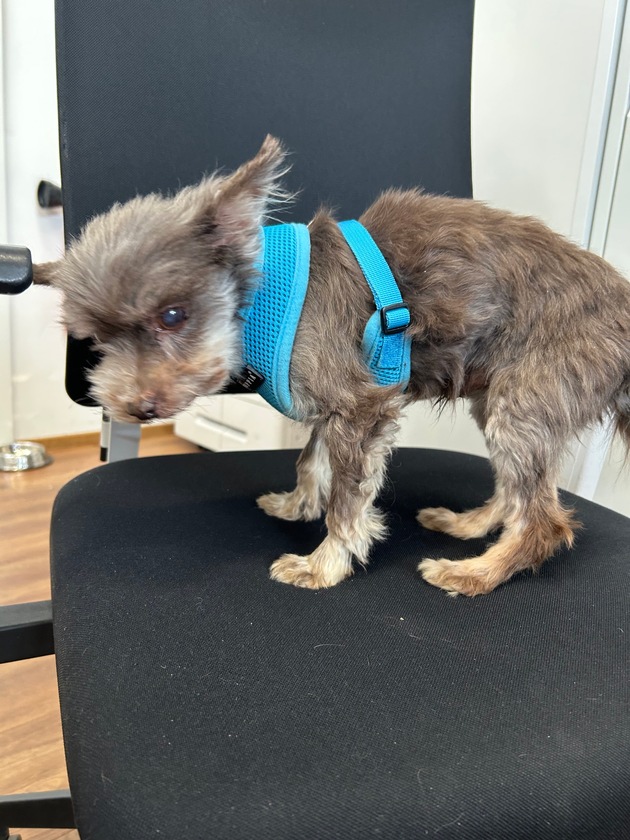 POL-FR: Jestetten: Ausgesetzter Hund in Katzenbox - Polizei sucht Zeugen